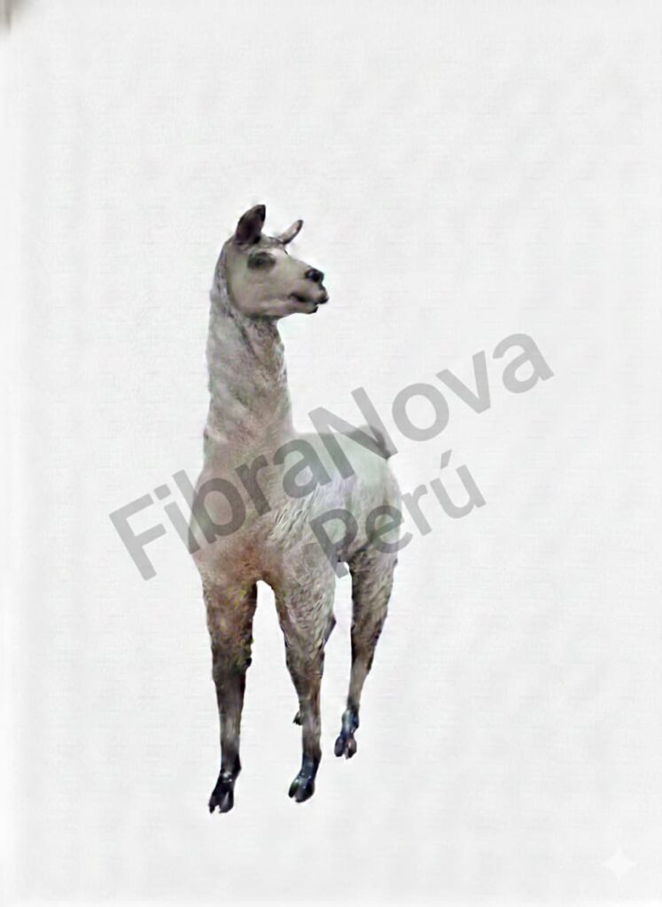 llama 1